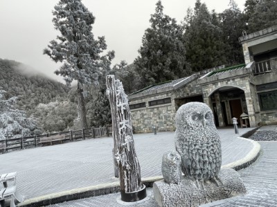 太平山國家森林遊樂區  一片霧淞雪白美景4